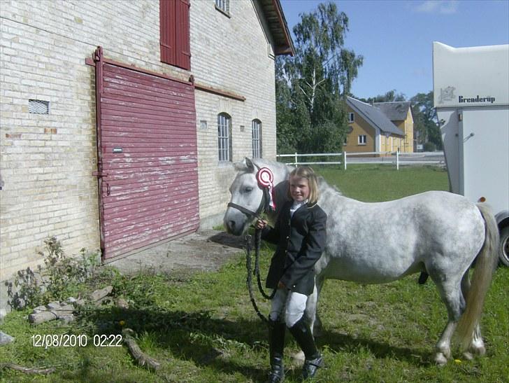 Welsh Mountain (sec A) Pegasus - 10 år billede 17