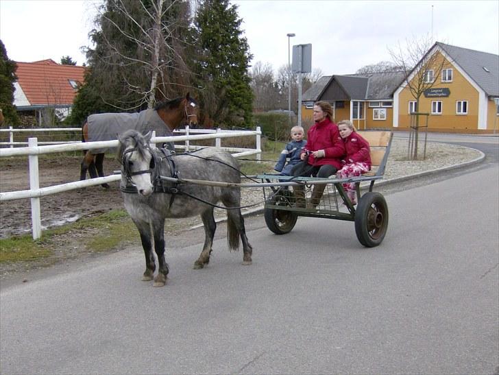 Welsh Mountain (sec A) Pegasus - 7 år billede 18