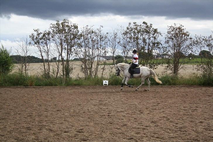 Anden særlig race Bob - Galop, begge forben løftet fra jorden, syntes det var et sejt billede . . billede 16
