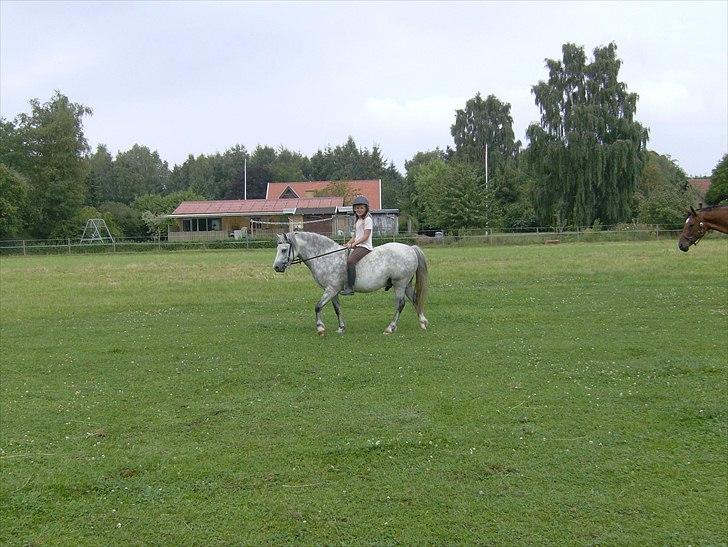 Welsh Mountain (sec A) Pegasus - 8 år billede 19
