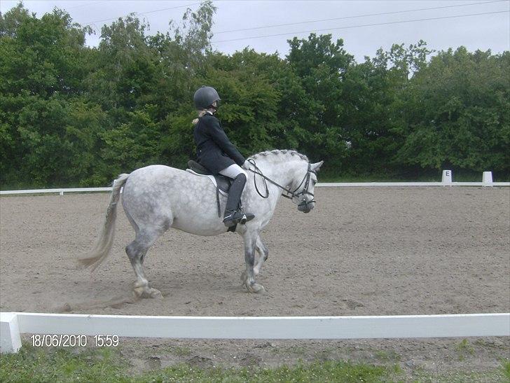 Welsh Mountain (sec A) Pegasus - 8 år billede 20