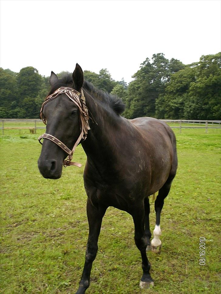 Oldenborg Coco Chanel billede 1