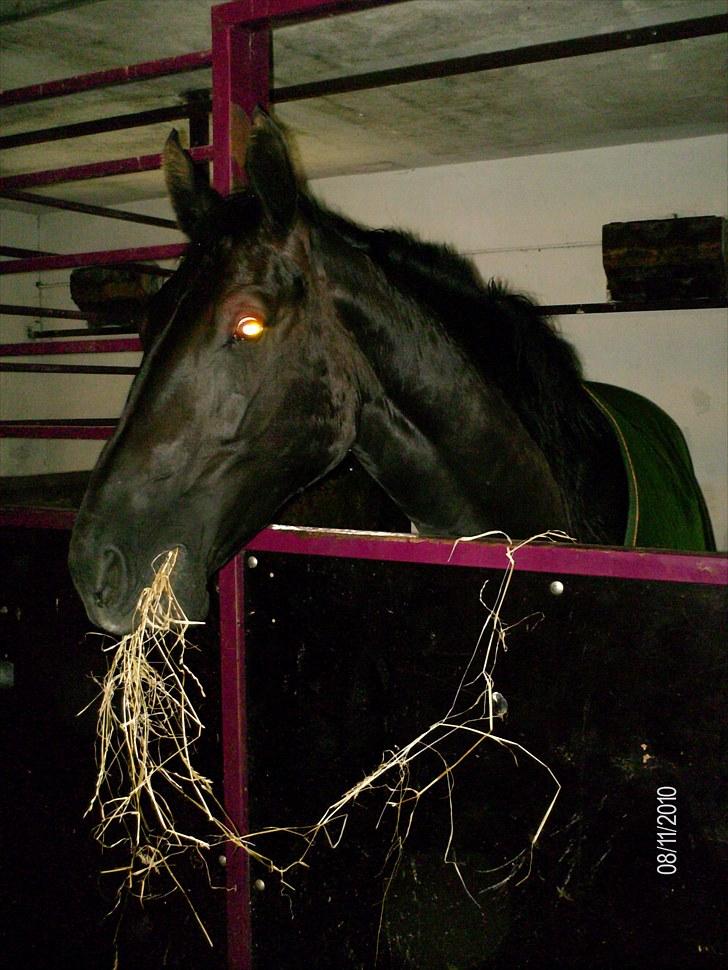 Oldenborg Coco Chanel billede 2