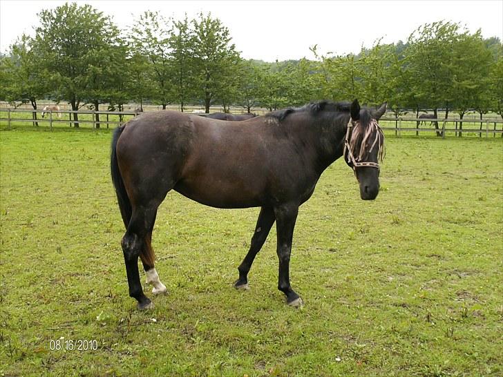 Oldenborg Coco Chanel billede 3