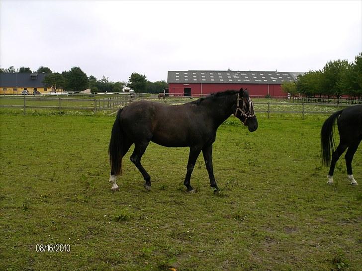 Oldenborg Coco Chanel billede 4