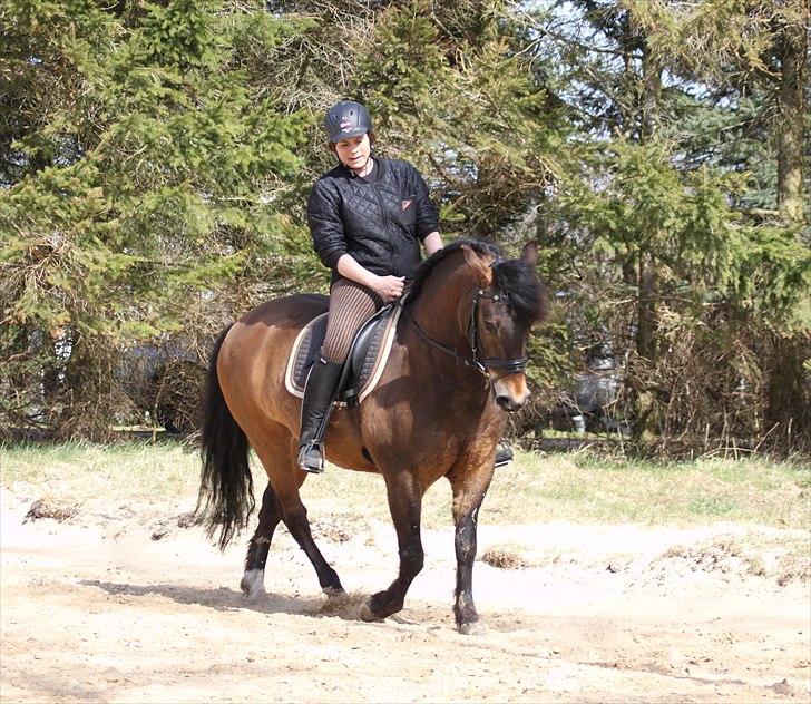 New Forest Horsemosens Cinnamon - Dressur på cinnamon:)) billede 11