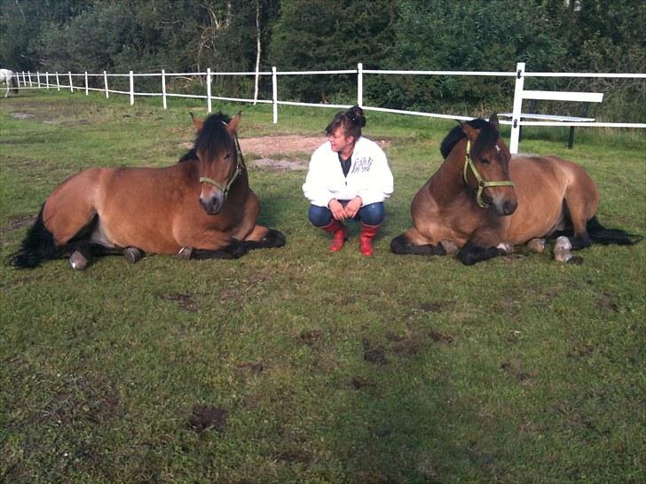 New Forest Horsemosens Cinnamon - ligger og slapper billede 14