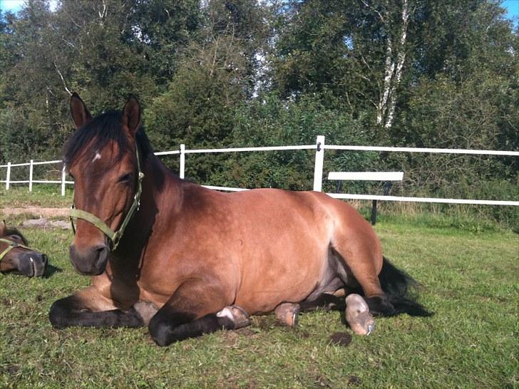 New Forest Horsemosens Cinnamon - ligger lige og nyder den nye fold. billede 15