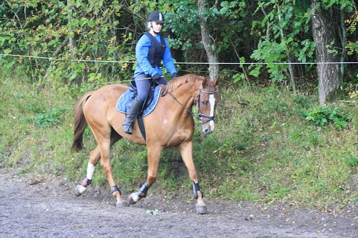 Dansk Varmblod Trekroners Godson (SOLGT) billede 16