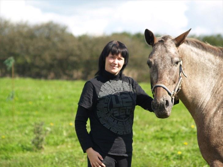 Knabstrupper *SOLGT* - Dusty Dot billede 1