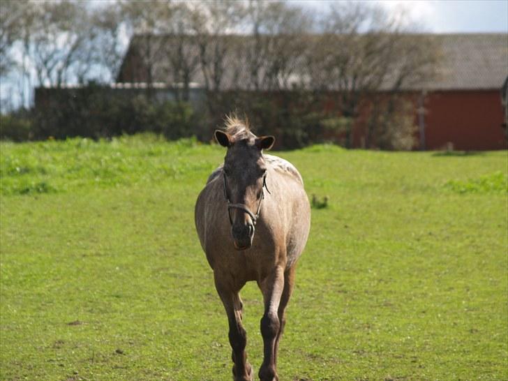 Knabstrupper *SOLGT* - Dusty Dot billede 2