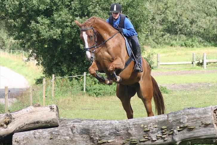 Dansk Varmblod Trekroners Godson (SOLGT) billede 17