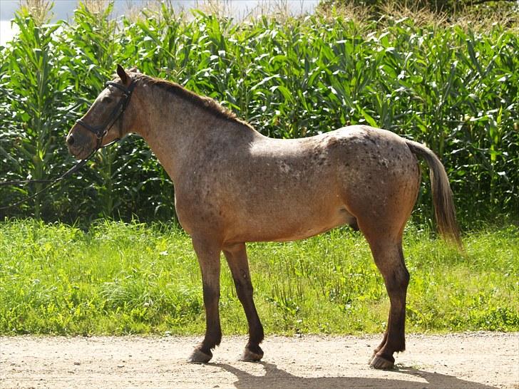 Knabstrupper *SOLGT* - Dusty Dot billede 3