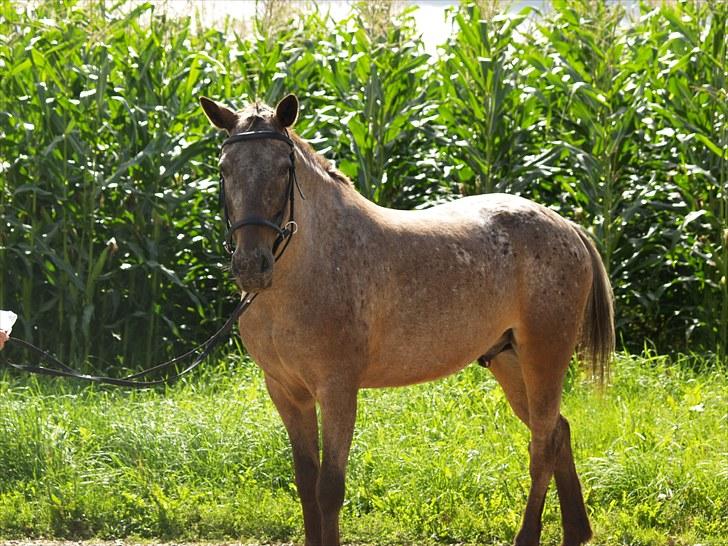 Knabstrupper *SOLGT* - Dusty Dot billede 4