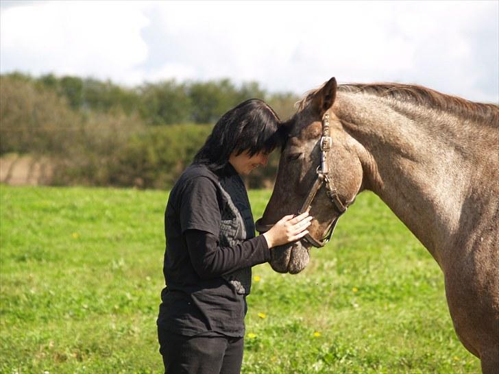 Knabstrupper *SOLGT* - Dusty Dot billede 5