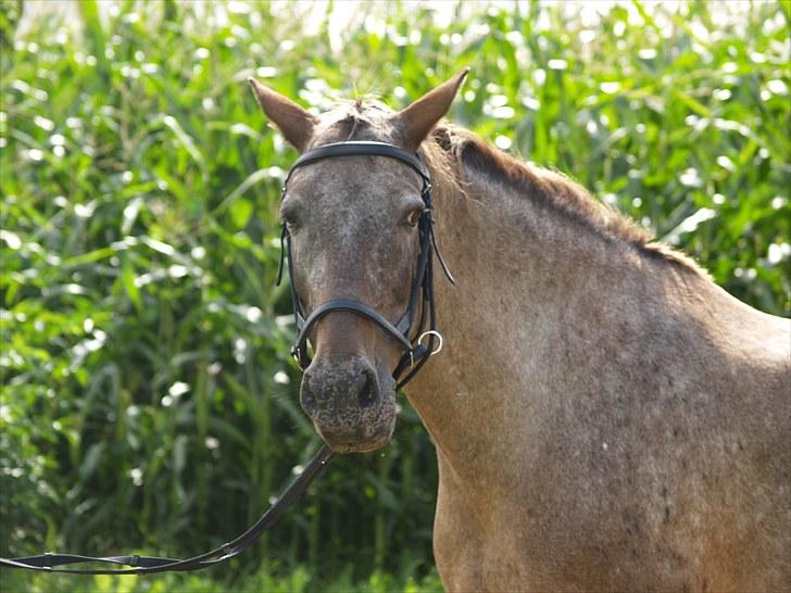 Knabstrupper *SOLGT* - Dusty Dot billede 6