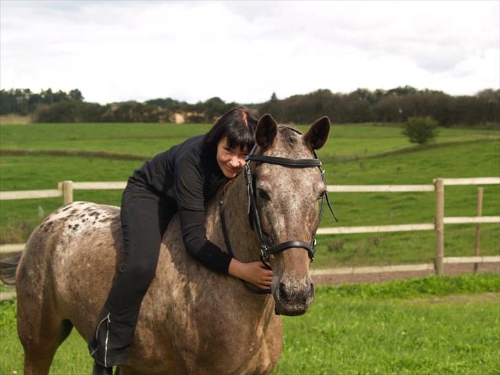 Knabstrupper *SOLGT* - Dusty Dot billede 7