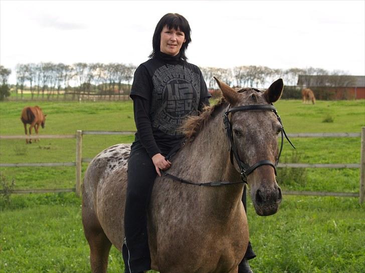 Knabstrupper *SOLGT* - Dusty Dot billede 8