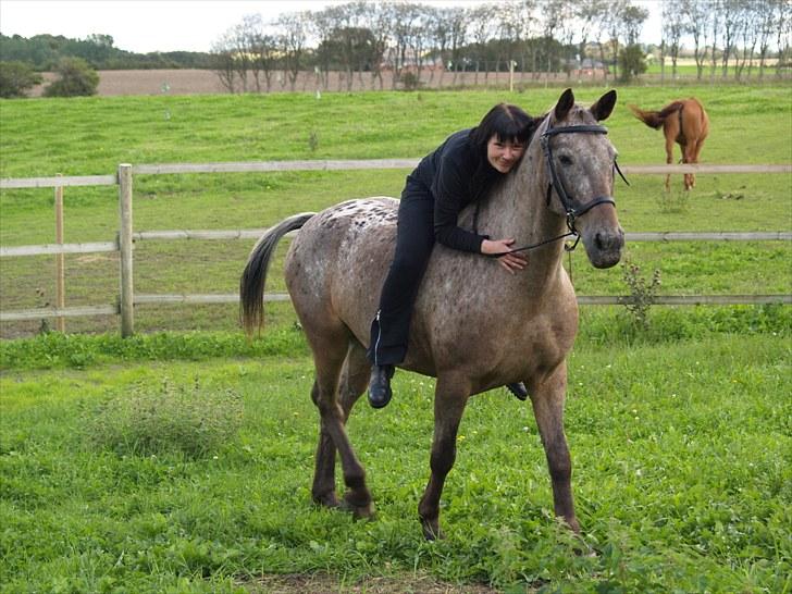 Knabstrupper *SOLGT* - Dusty Dot billede 9