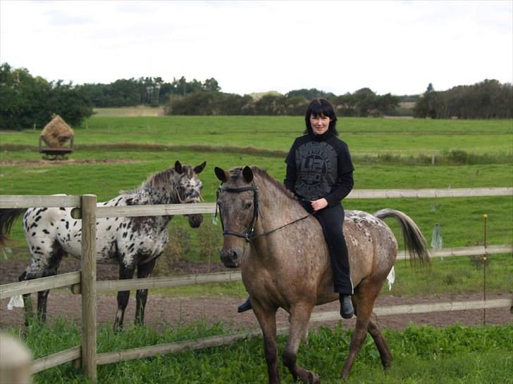 Knabstrupper *SOLGT* - Dusty Dot billede 10