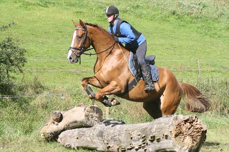 Dansk Varmblod Trekroners Godson (SOLGT) billede 18