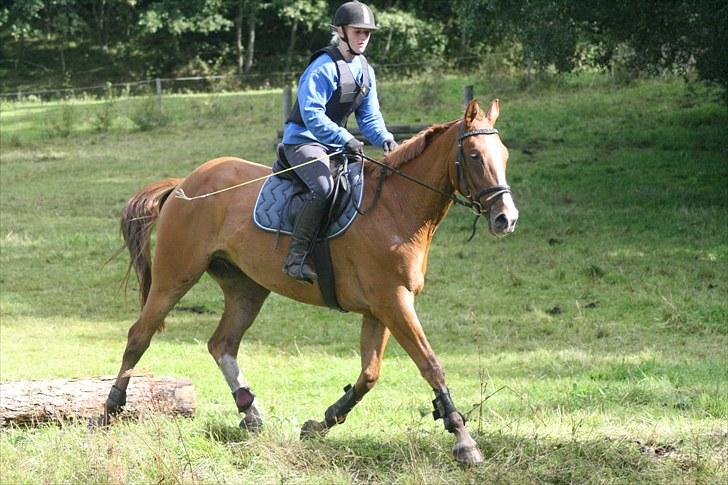 Dansk Varmblod Trekroners Godson (SOLGT) billede 19