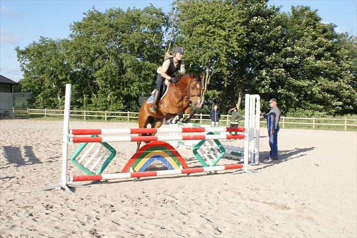 Tysk Sportspony Denver - B-pony billede 17