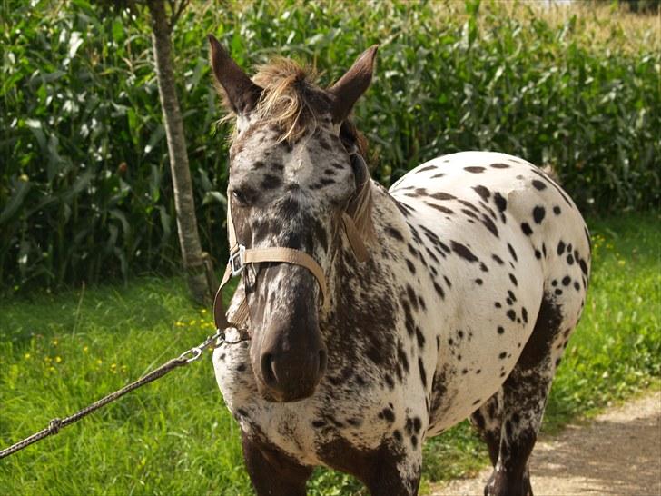 Knabstrupper Damgårds Sebastian *SOLGT* billede 11