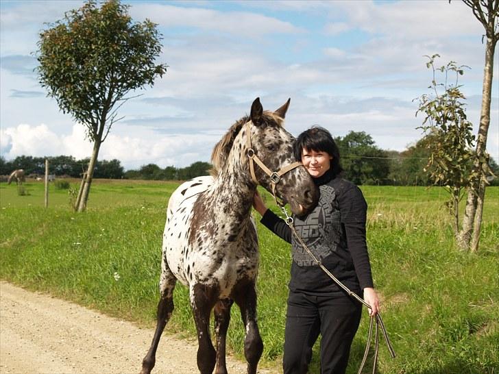 Knabstrupper Damgårds Sebastian *SOLGT* billede 12
