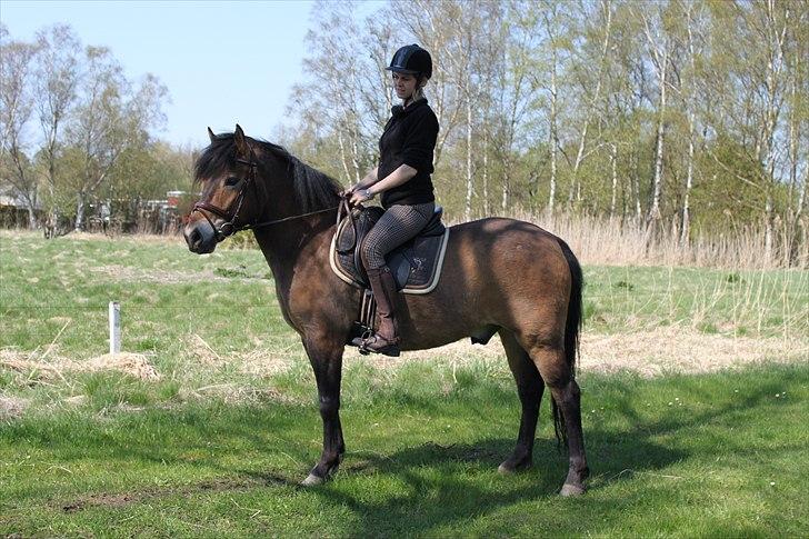 New Forest Horsemosens Tabasco - Tabasco og tina (; billede 11