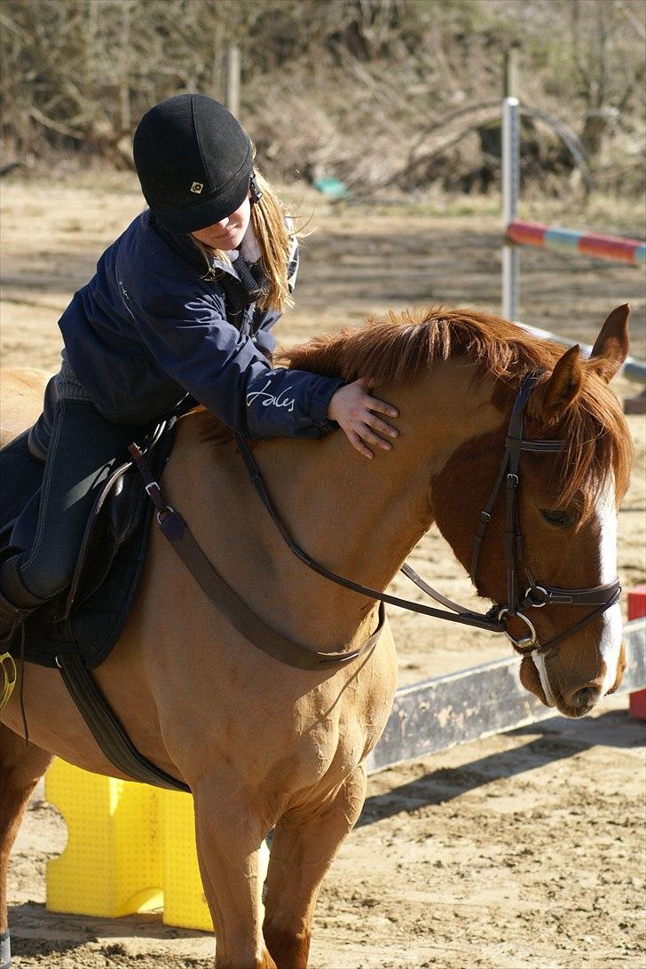 Anden særlig race kong cuba  - velkommen til Cuba! billede 1