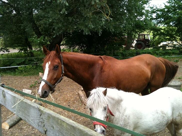 Anden særlig race kong cuba  - cuba og mussi pingu på fold. billede 4