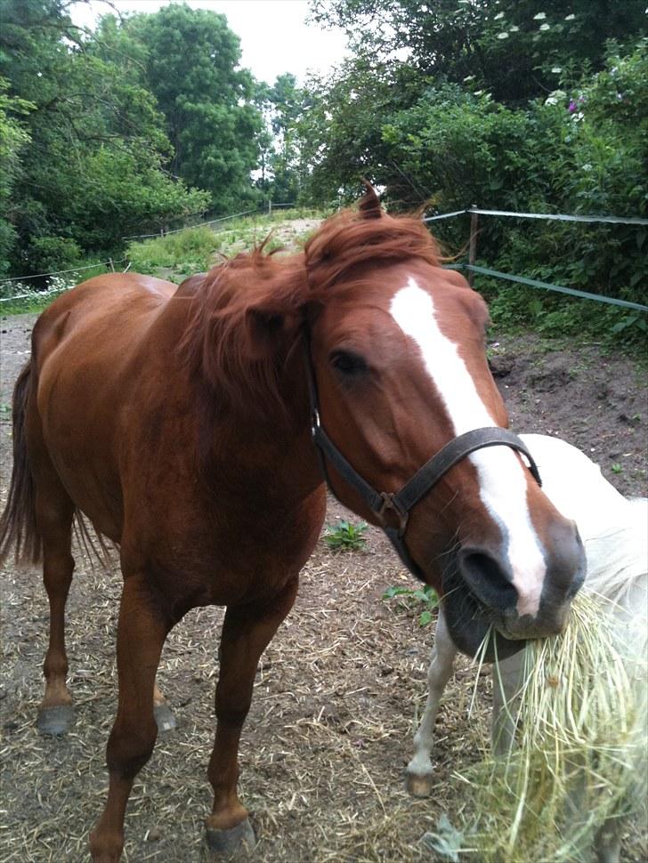 Anden særlig race kong cuba  billede 5
