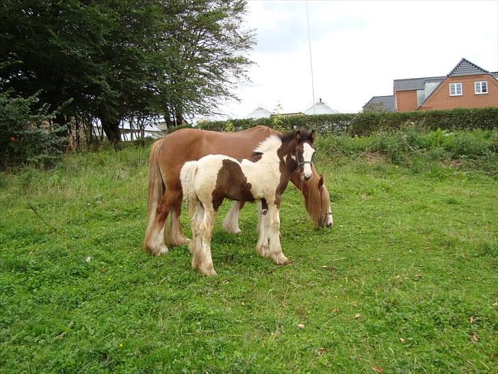 Irish Cob Villy Solgt - 27/8 billede 15