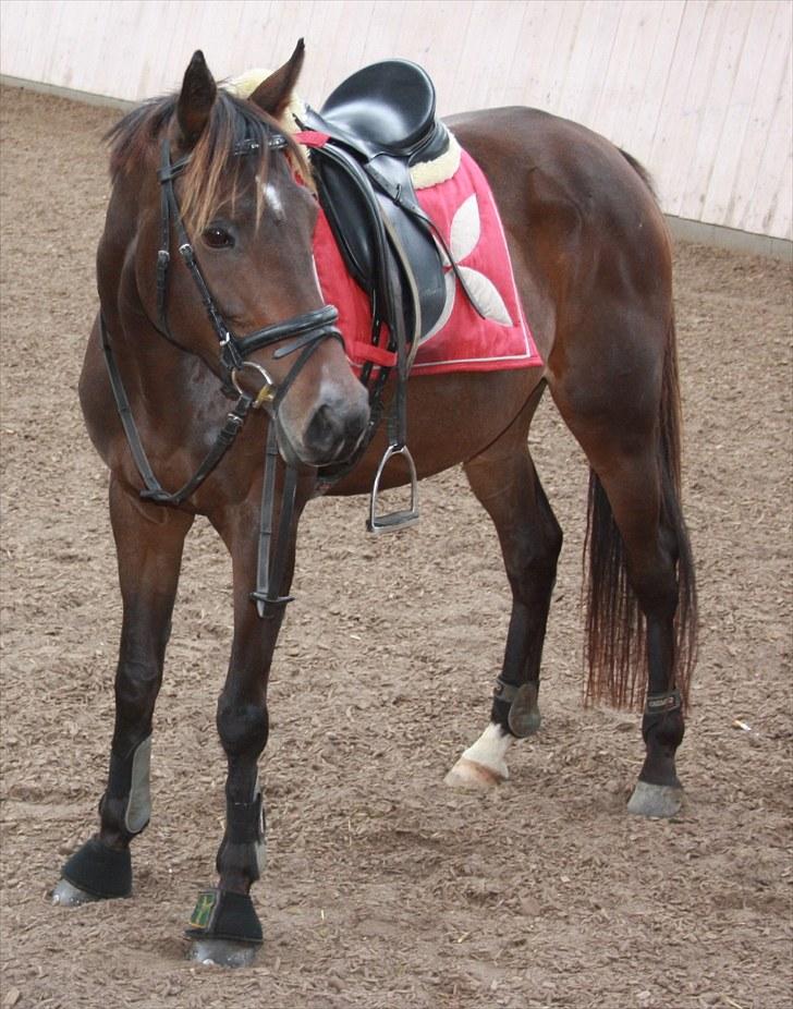 Fuldblod (XX) Orange Match billede 17