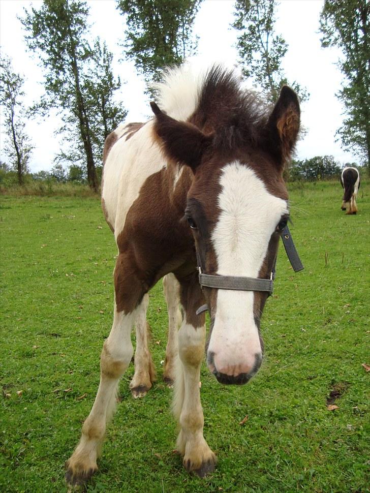 Irish Cob Villy Solgt - 27/8 billede 16