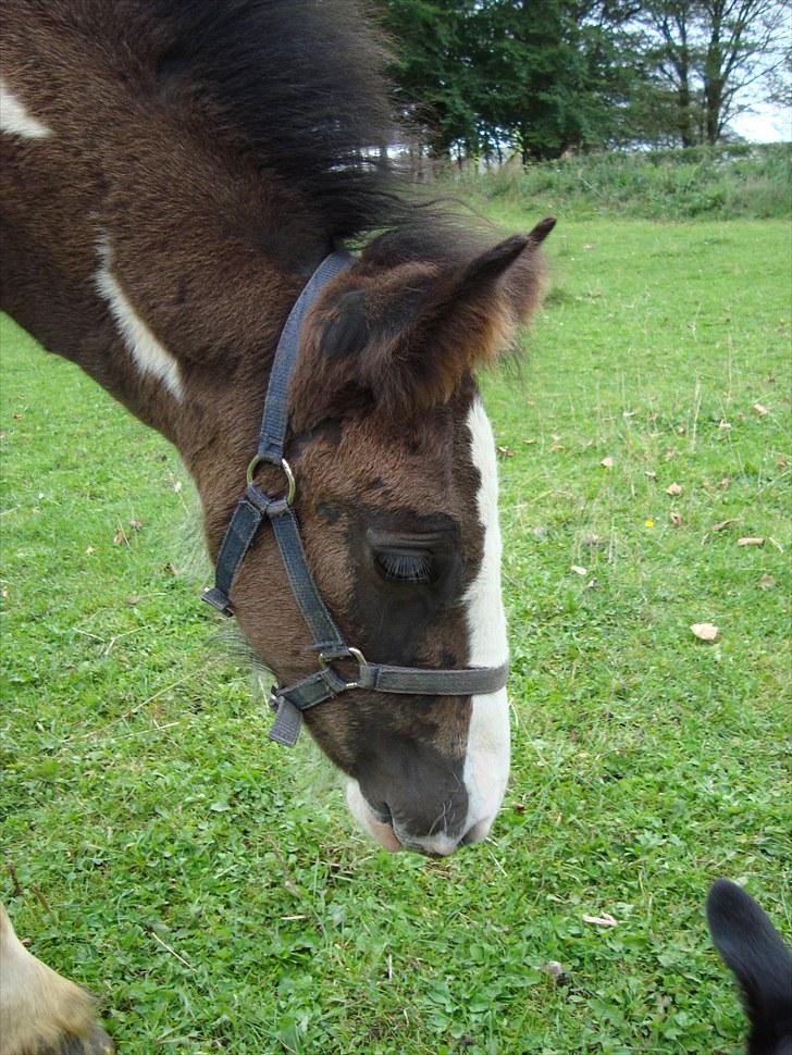 Irish Cob Villy Solgt - 27/8 billede 18