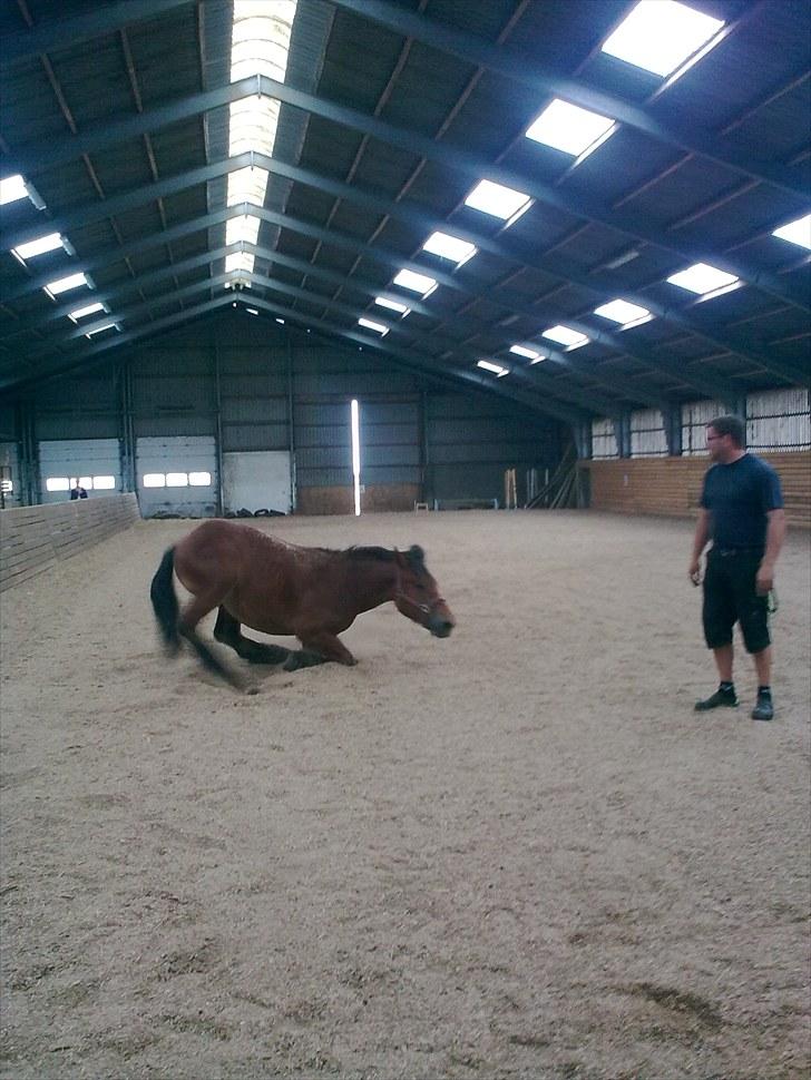 Belgier Rasmus  - Der er intet som en rulle tur i ridehuset.  billede 12