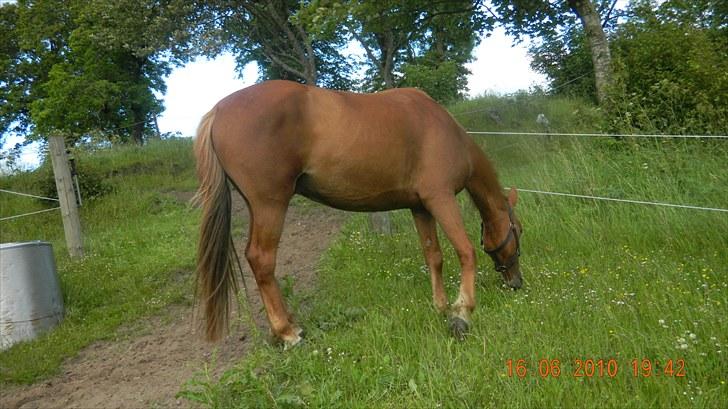 Anden særlig race Pepsi<3 *rider* - Pepsi på fold :D <3  billede 5