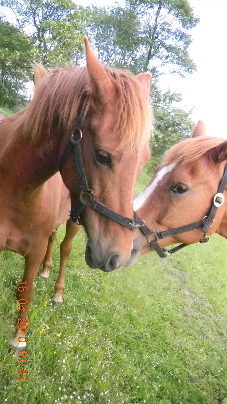 Anden særlig race Pepsi<3 *rider* - Pepsi der hygger med dens bedste ven Julius også bare kaldt Julle på folden:D <3 billede 6