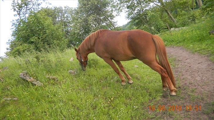 Anden særlig race Pepsi<3 *rider* - Pepsi på fold :D <3  billede 10