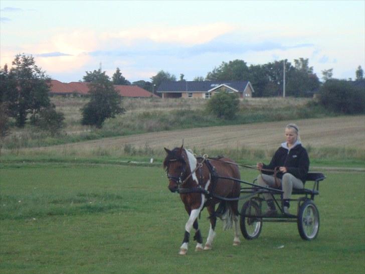 Pinto Flødekjærgårds Frøya PIN  billede 17
