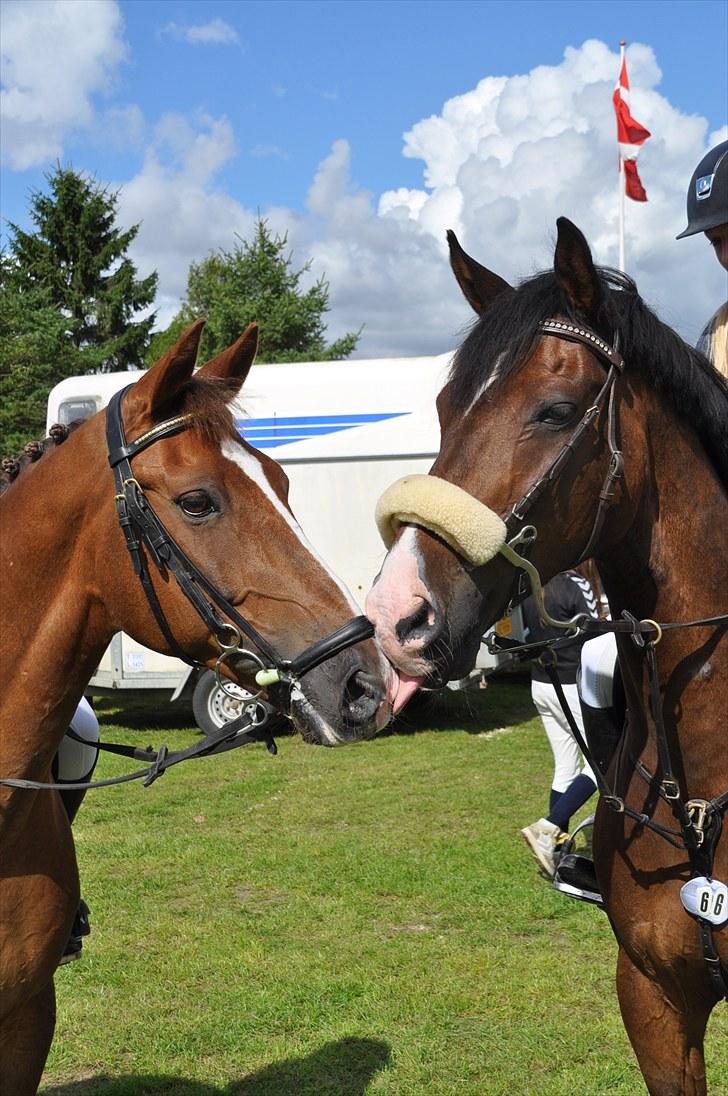 Anden særlig race Shacinti Fyrst (frede) billede 6