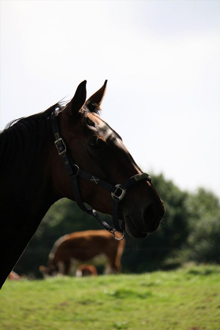 Anden særlig race Luna - Velkommen til Lunas profil    Foto : Mig billede 1