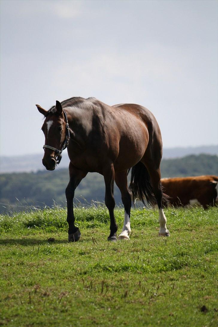 Anden særlig race Luna - Luna på folden Foto : Mig billede 3