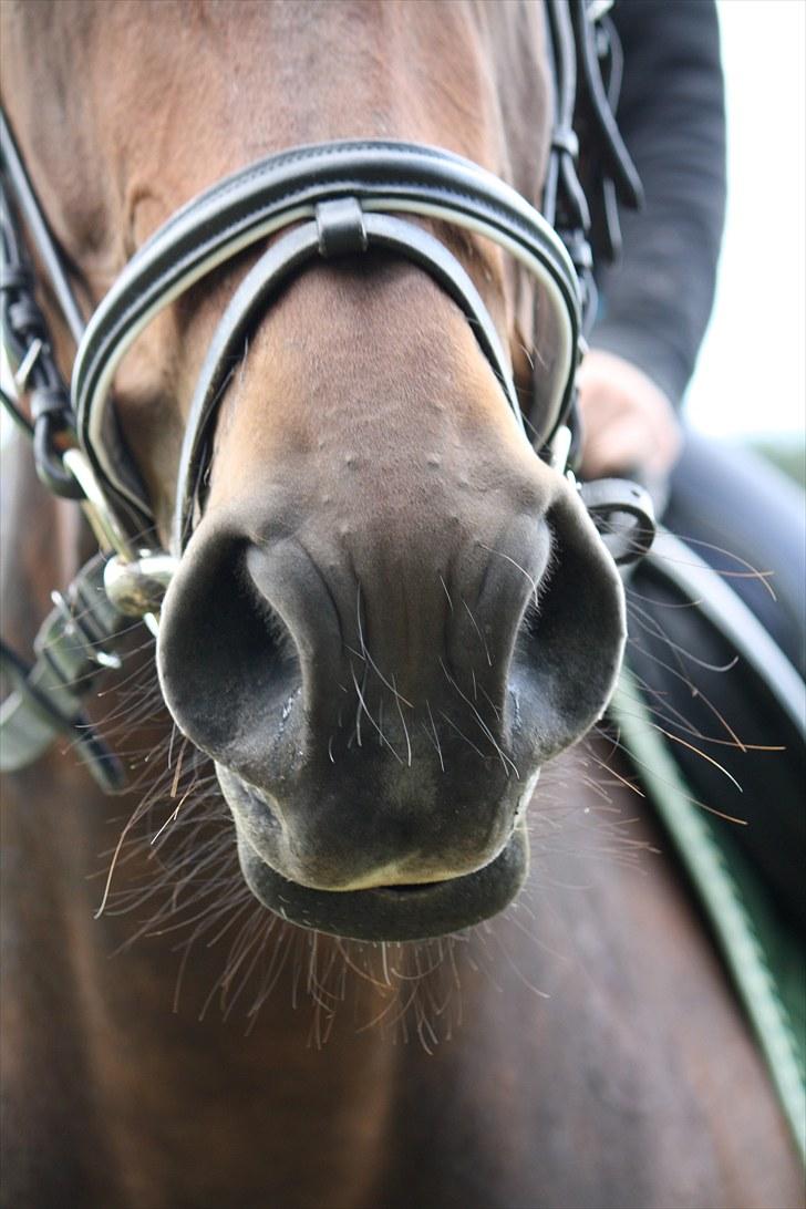 Anden særlig race Luna - Synes lige det skulle med :D Foto : Mig billede 11