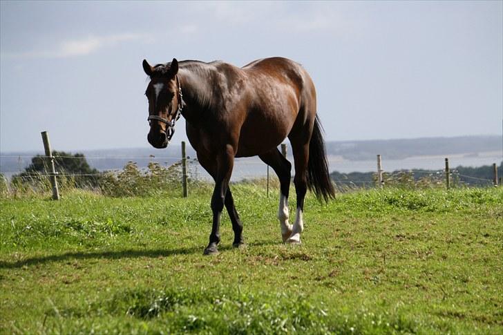 Anden særlig race Luna - Foto : mig billede 12