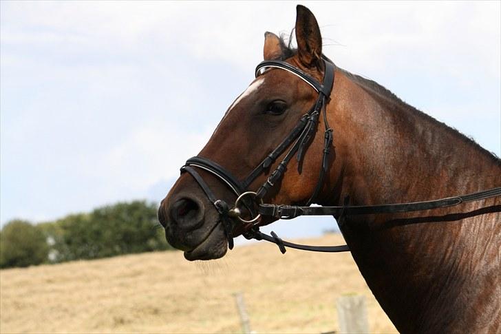 Anden særlig race Luna - Foto : mig billede 13