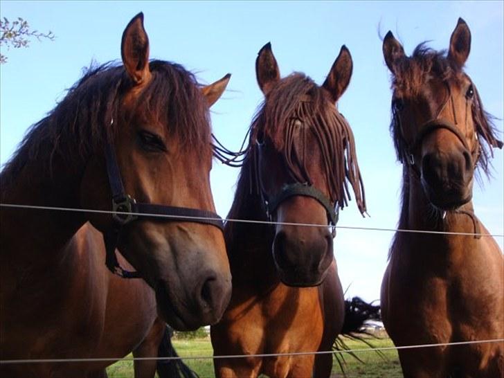 New Forest Horsemosens Cinnamon - Cinnamon og hans brødre, det ham til højre billede 16