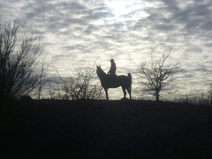 Anden særlig race Kalif (solgt) :'( - Jeps, en rigtig smuksak <3 Dette er taget på vores sidste tur, i grime og træktorv;)  billede 17